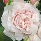 Rózsaszín - virágágyi floribunda rózsa - Online rózsa vásárlás - Rosa Constanze Mozart® - intenzív illatú rózsa - vanilia aromájú