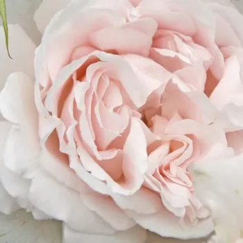 Rózsák webáruháza. - rózsaszín - virágágyi floribunda rózsa - Constanze Mozart® - intenzív illatú rózsa - vanilia aromájú - (80-100 cm)
