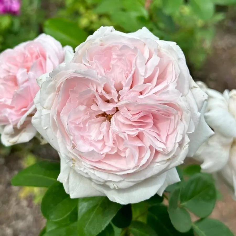 Virágágyi floribunda rózsa - Rózsa - Constanze Mozart® - Online rózsa rendelés