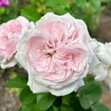 Záhonová ruža - floribunda - ružová - intenzívna vôňa ruží - vanilka - Rosa Constanze Mozart® - Ruže - online - koupit