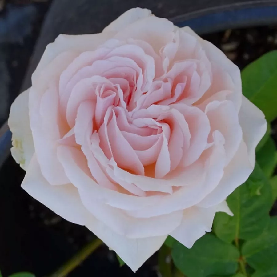 Różowy - Róża - Constanze Mozart® - Szkółka Róż Rozaria