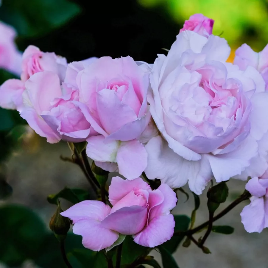 Intenzívna vôňa ruží - Ruža - Constanze Mozart® - Ruže - online - koupit