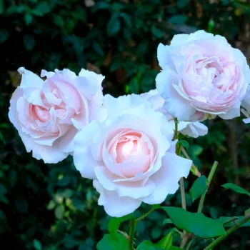 Bleekroze - Floribunda roos   (80-100 cm)