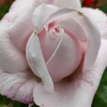 Online rózsa rendelés  - virágágyi floribunda rózsa - rózsaszín - intenzív illatú rózsa - vanilia aromájú - Constanze Mozart® - (80-100 cm)