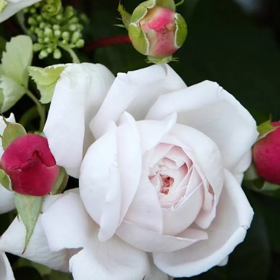 Angolrózsa virágú- magastörzsű rózsafa - Rózsa - Constanze Mozart® - Kertészeti webáruház