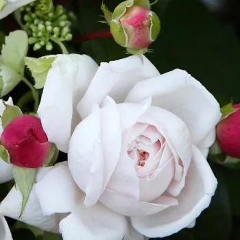 Rosa Constanze Mozart® - różowy - róża pienna - Róże pienne - z kwiatami róży angielskiej