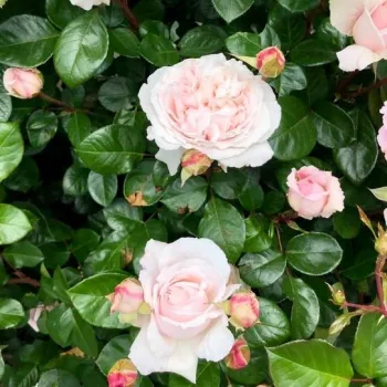 Világos rózsaszín - angolrózsa virágú- magastörzsű rózsafa  - intenzív illatú rózsa - vanilia aromájú
