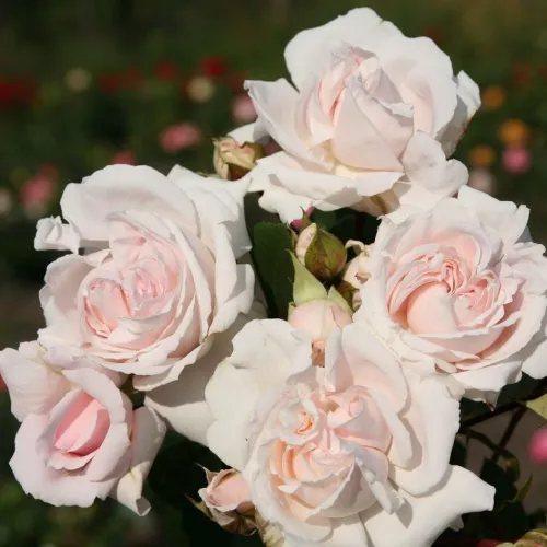 Constanze Mozart® virágágyi floribunda rózsa