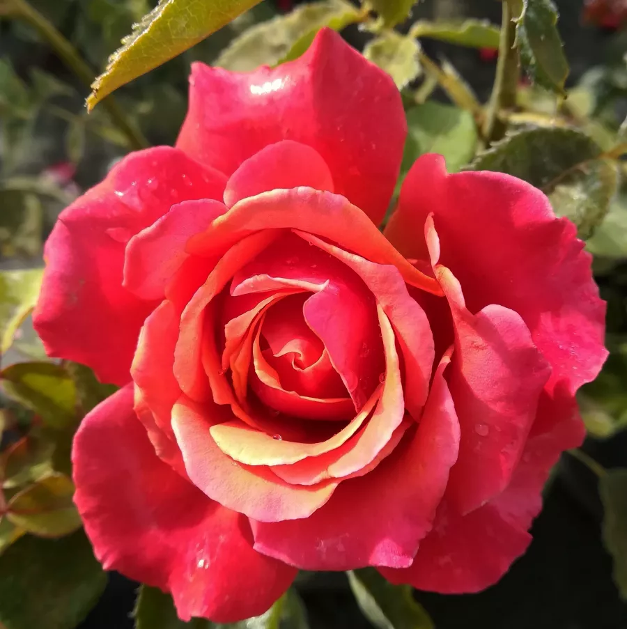 Róża wielkokwiatowa - Hybrid Tea - Róża - Copper Lights™ - Szkółka Róż Rozaria