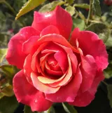 Róża wielkokwiatowa - Hybrid Tea - różowy - róża z dyskretnym zapachem - Rosa Copper Lights™ - Szkółka Róż Rozaria