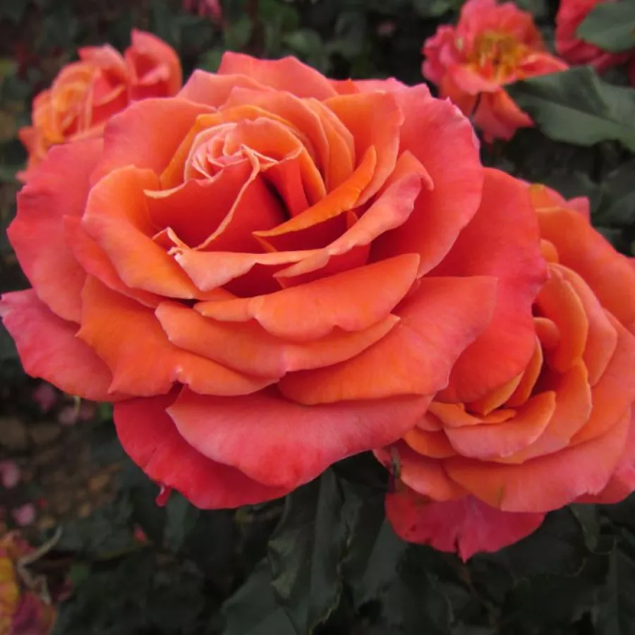 Rózsaszín - Rózsa - Copper Lights™ - Online rózsa rendelés