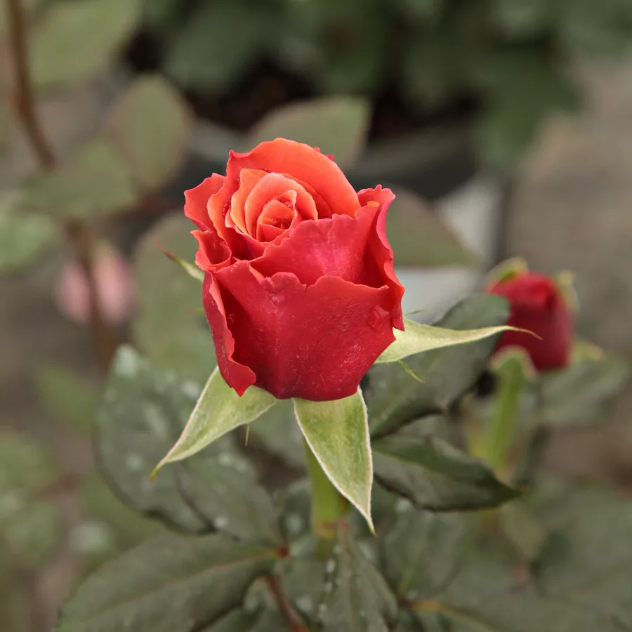 Diskreten vonj vrtnice - Roza - Copper Lights™ - Na spletni nakup vrtnice