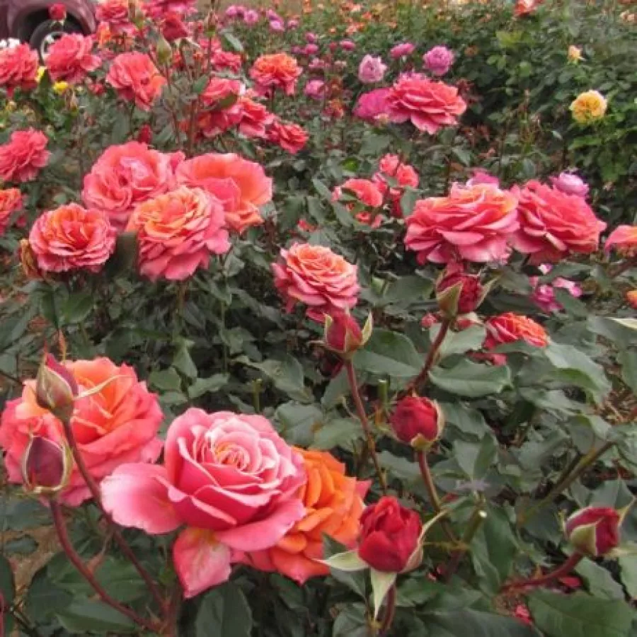 SIMligh - Rosa - Copper Lights™ - Produzione e vendita on line di rose da giardino