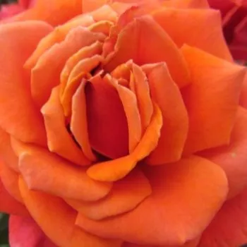 Rosa Copper Lights™ - rosa de fragancia discreta - Árbol de Rosas Híbrido de Té - rosal de pie alto - rosa - Nola M. Simpson- forma de corona de tallo recto - Rosal de árbol con forma de flor típico de las rosas de corte clásico.