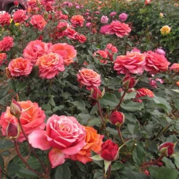 Roz portocaliu, portocaliu închis - Trandafiri hibrizi Tea   (100-120 cm)