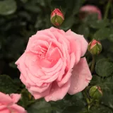 Rózsaszín - climber, futó rózsa - Online rózsa vásárlás - Rosa Coral Dawn - intenzív illatú rózsa - fűszer aromájú