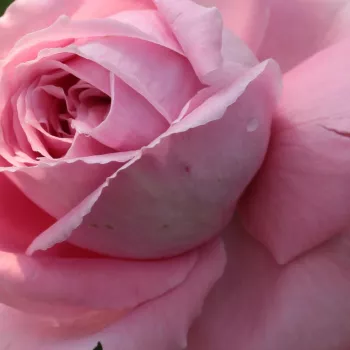 Rózsa rendelés online - rózsaszín - climber, futó rózsa - Coral Dawn - intenzív illatú rózsa - fűszer aromájú - (280-320 cm)