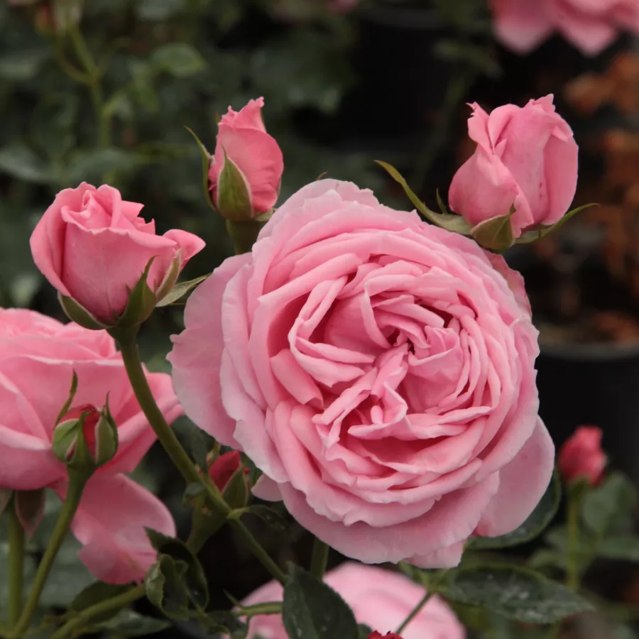 Rosa - Rosa - Coral Dawn - Produzione e vendita on line di rose da giardino