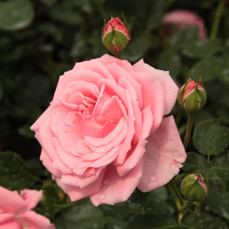 Różowy - Róża - Coral Dawn - 