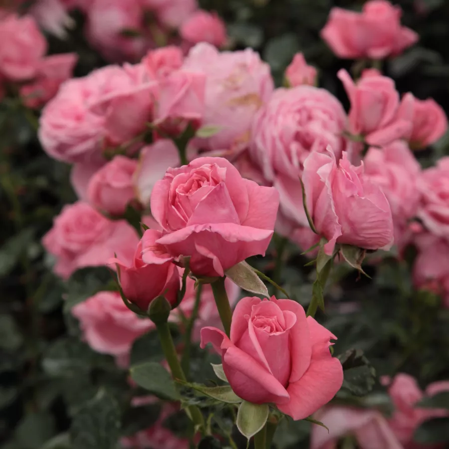 Stromkové růže - Stromkové růže, květy kvetou ve skupinkách - Růže - Coral Dawn - 