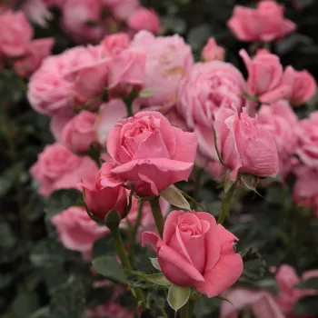 Rosa Coral Dawn - rosa - Árbol de Rosas Floribunda - rosal de pie alto- froma de corona llorona