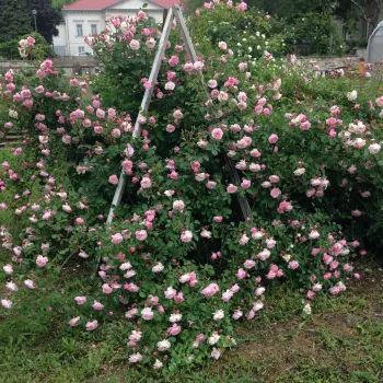 Rózsaszín - csokros virágú - magastörzsű rózsafa - intenzív illatú rózsa - fűszer aromájú