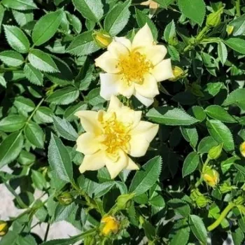 LEMON DRIFT® – sárga talajtakaró rózsa - Meilland