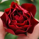 Vörös - talajtakaró rózsa - Online rózsa vásárlás - Rosa Coral™ - diszkrét illatú rózsa - ánizs aromájú