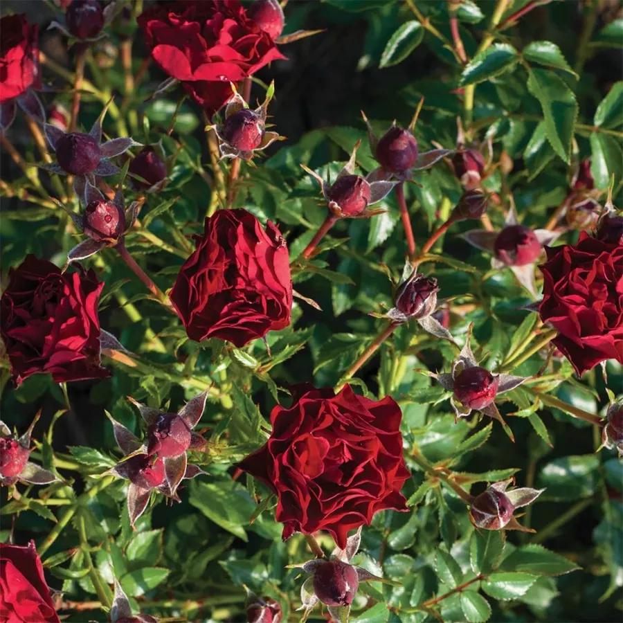Roșu - Trandafiri - Coral™ - Trandafiri online