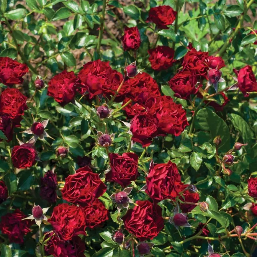 BOZcorapix - Roza - Coral™ - Na spletni nakup vrtnice
