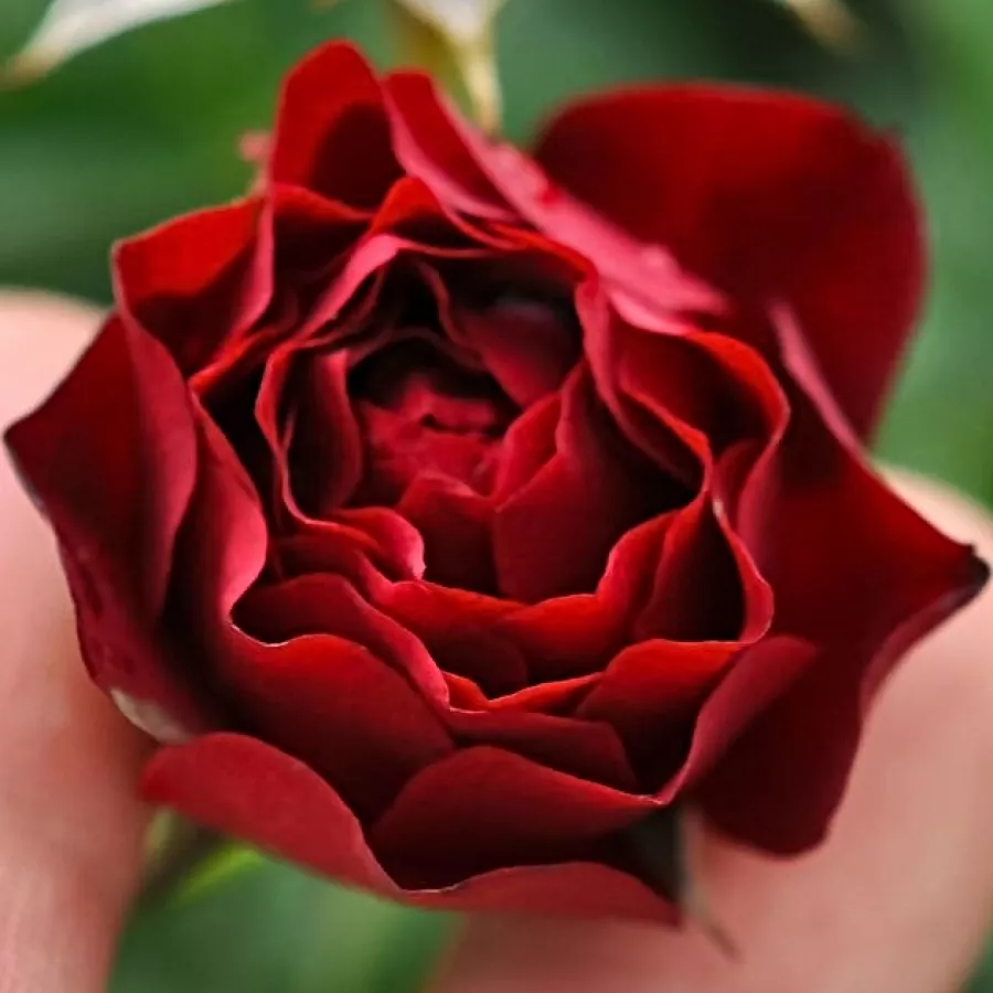 Roșu - Trandafiri - Coral™ - 