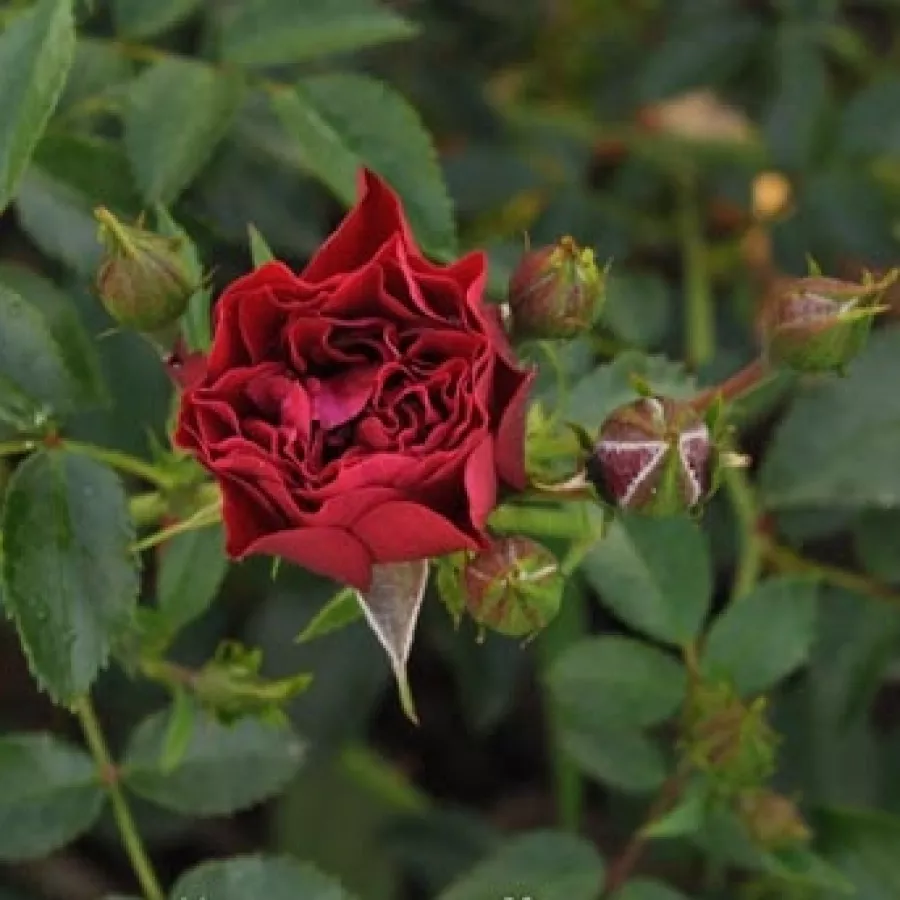 Stromčekové ruže - Stromková ruža s drobnými kvetmi - Ruža - Coral™ - 