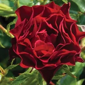 Ruže - online - koupit - červený - stromčekové ruže - Stromková ruža s drobnými kvetmi - Coral™ - mierna vôňa ruží - aróma