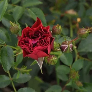 Rosa Coral™ - rojo - árbol de rosas miniatura - rosal de pie alto