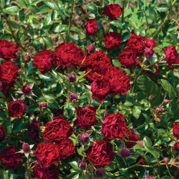 Sötétvörös - apróvirágú - magastörzsű rózsafa - diszkrét illatú rózsa - ánizs aromájú
