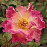 Sárga - vörös - virágágyi grandiflora rózsa - Online rózsa vásárlás - Rosa Alfred Manessier™ - intenzív illatú rózsa - méz aromájú