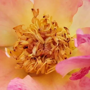 Online rózsa vásárlás - sárga - vörös - virágágyi grandiflora rózsa - Alfred Manessier™ - intenzív illatú rózsa - méz aromájú - (90-120 cm)