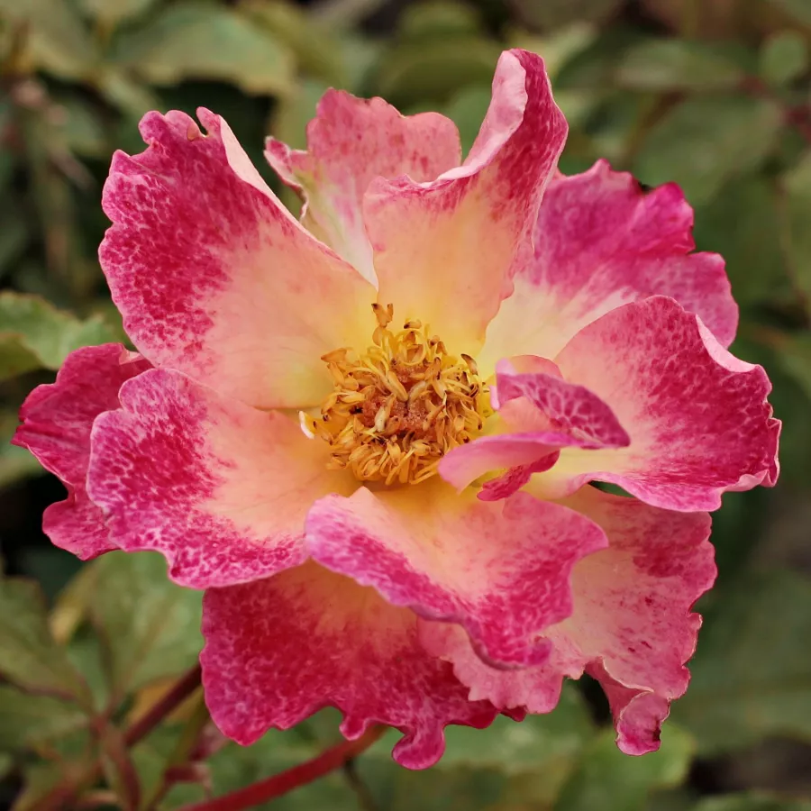 Róże rabatowe floribunda - Róża - Alfred Manessier™ - Szkółka Róż Rozaria