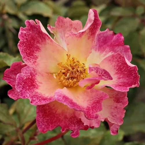 Alfred Manessier™ záhonová ruža - grandiflora
