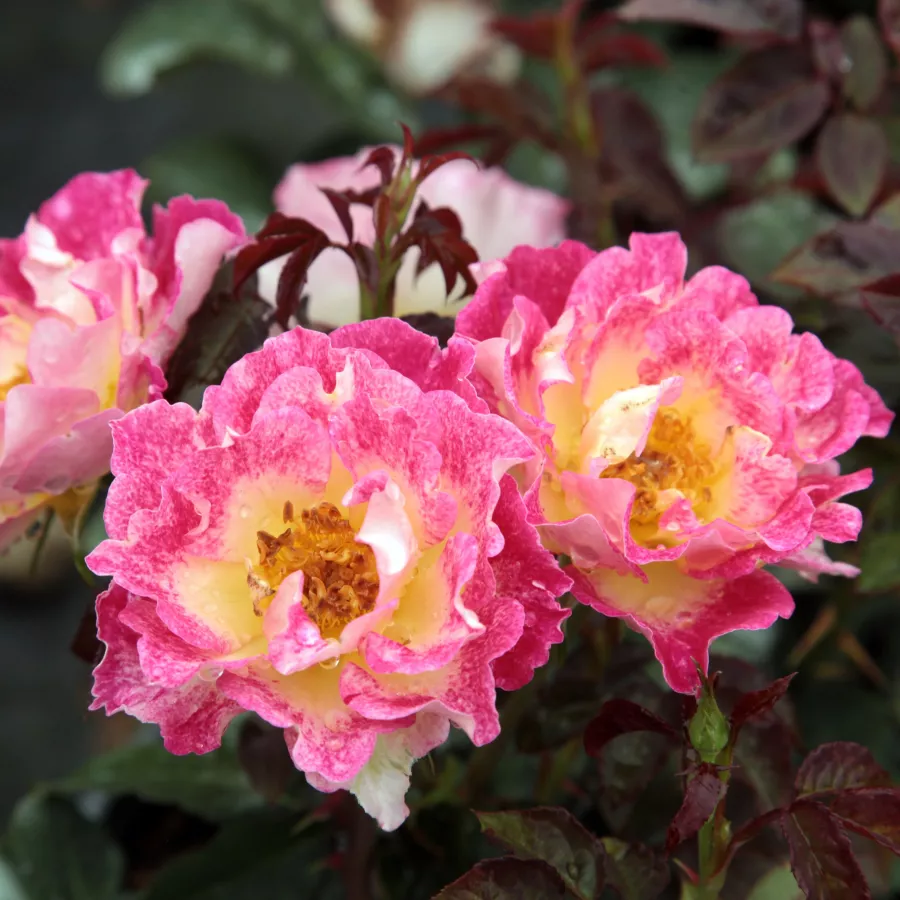 Rumena - rdeča - Roza - Alfred Manessier™ - Na spletni nakup vrtnice