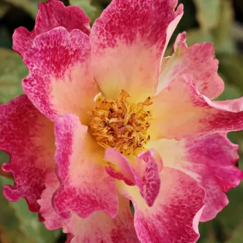Rosa Alfred Manessier™ - žlutá - bordova - stromkové růže - Stromkové růže, květy kvetou ve skupinkách