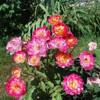Jaune - rouge - Rosiers à grandes fleurs   (90-120 cm)