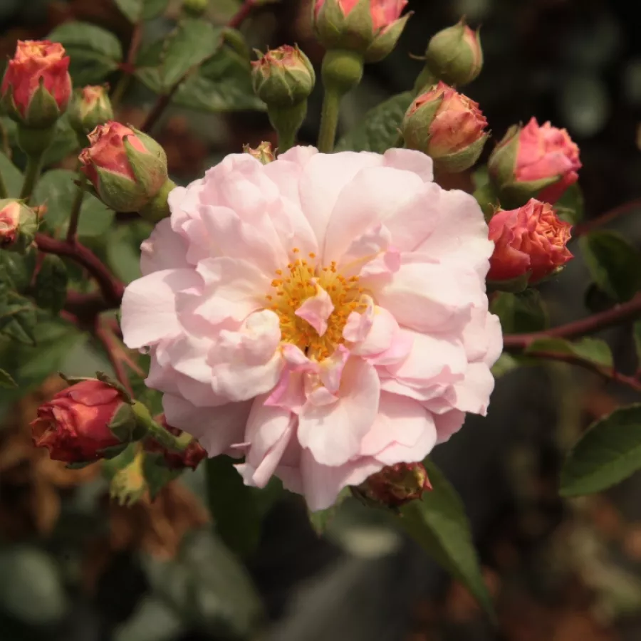 Rosales arbustivos - Rosa - Cornelia - Comprar rosales online