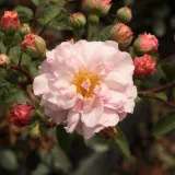 Trandafiri tufă - roz - trandafir cu parfum discret - Rosa Cornelia - Trandafiri online