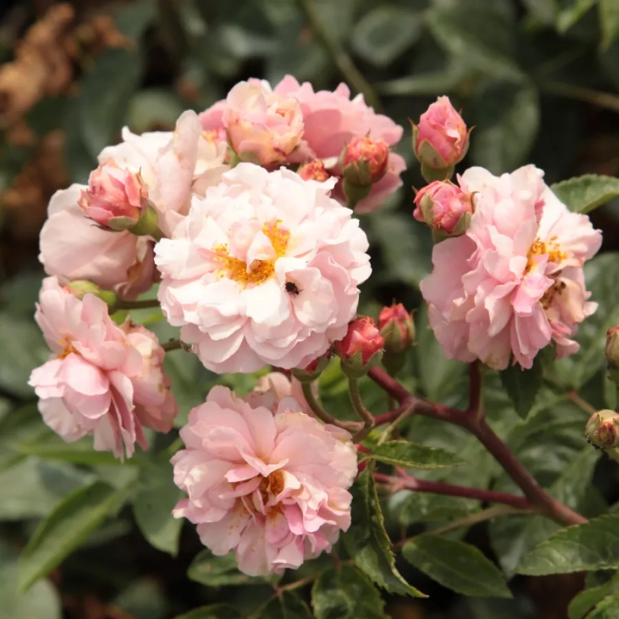 Różowy - Róża - Cornelia - Szkółka Róż Rozaria