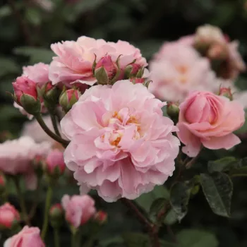 Rosa  Cornelia - różowy  - róże parkowe