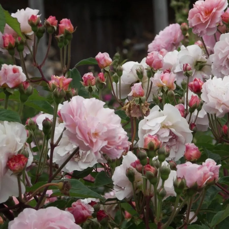 - - Rosa - Cornelia - Produzione e vendita on line di rose da giardino