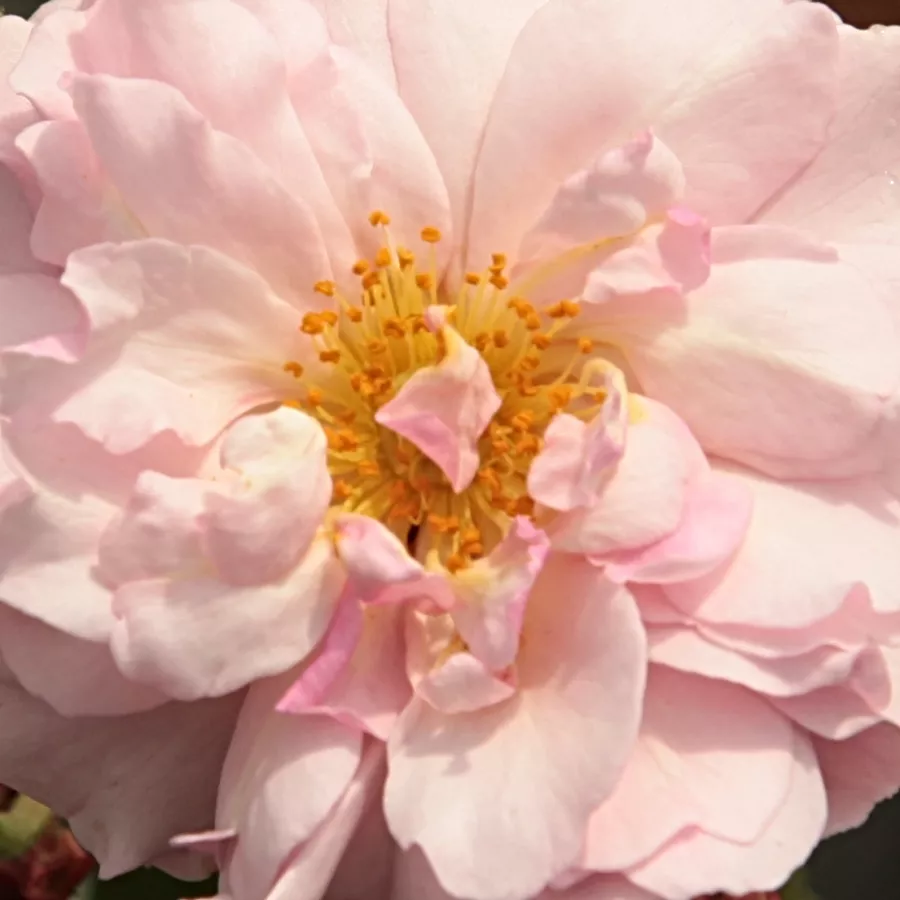 Shrub, Hybrid Musk - Rosa - Cornelia - Produzione e vendita on line di rose da giardino