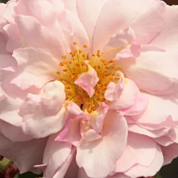 Online rózsa vásárlás - parkrózsa - rózsaszín - diszkrét illatú rózsa - gyöngyvirág aromájú - Cornelia - (150-300 cm)