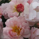 Ružová - stromčekové ruže - Rosa Cornelia - mierna vôňa ruží - údolie